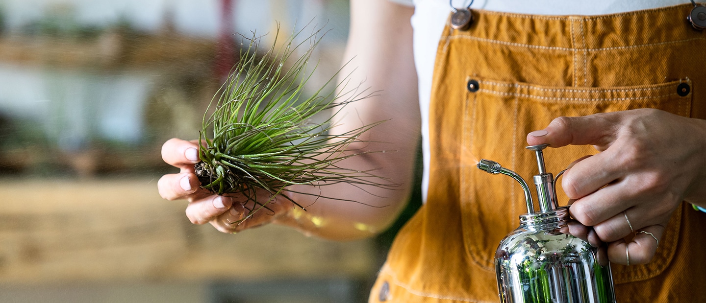 air gardens: no soil, no problem - The Plant Project