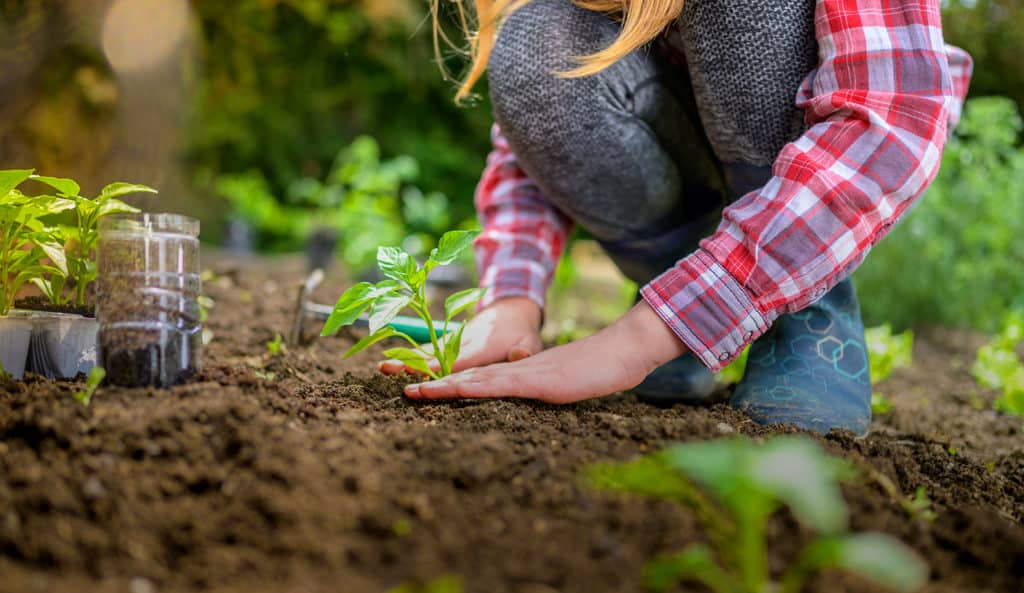 how-to-start-an-organic-garden-the-plant-project