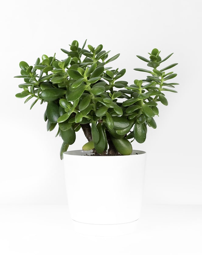Jade - The Plant Project