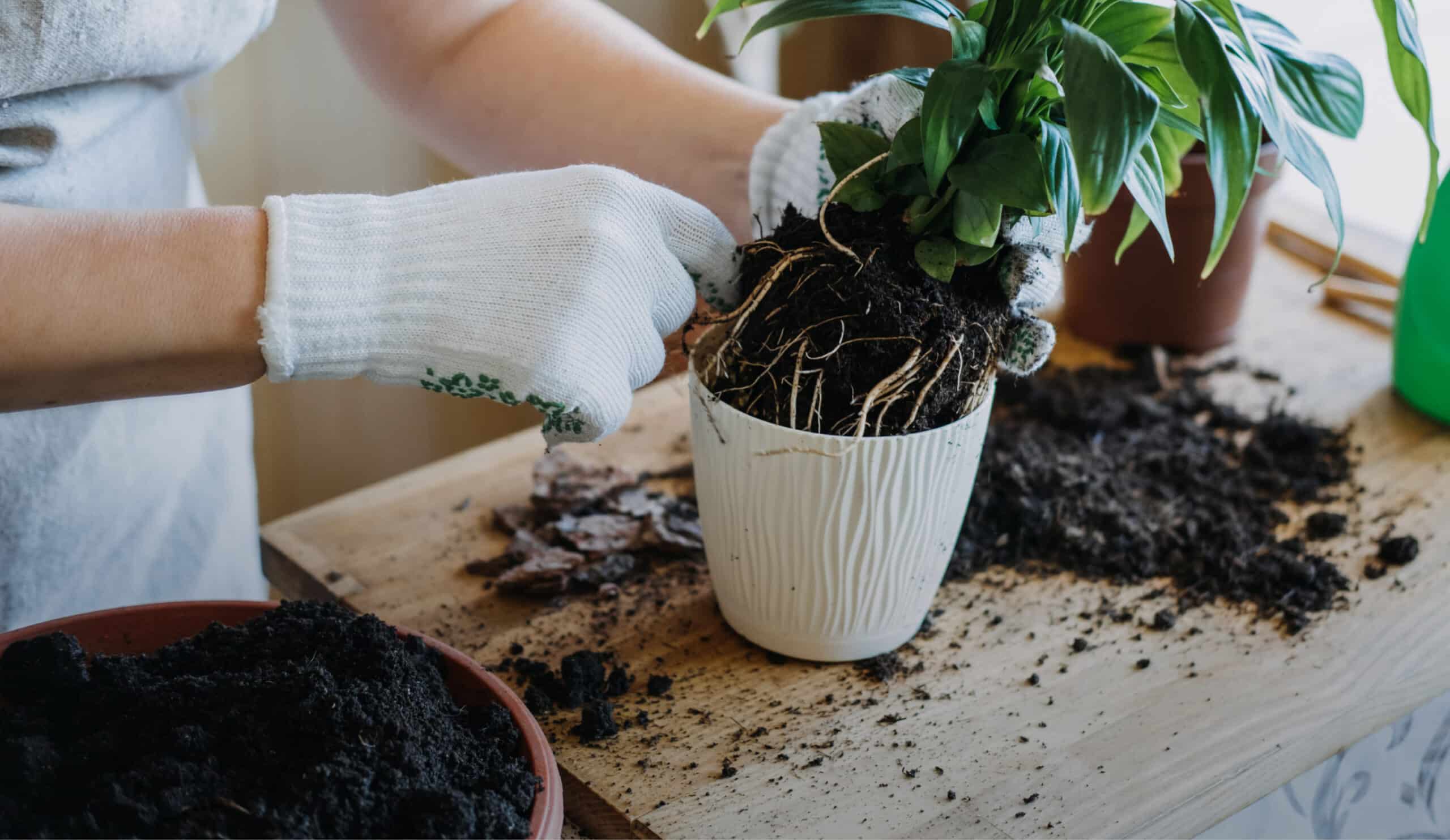 should you repot your plant? this checklist will give you the answer ...