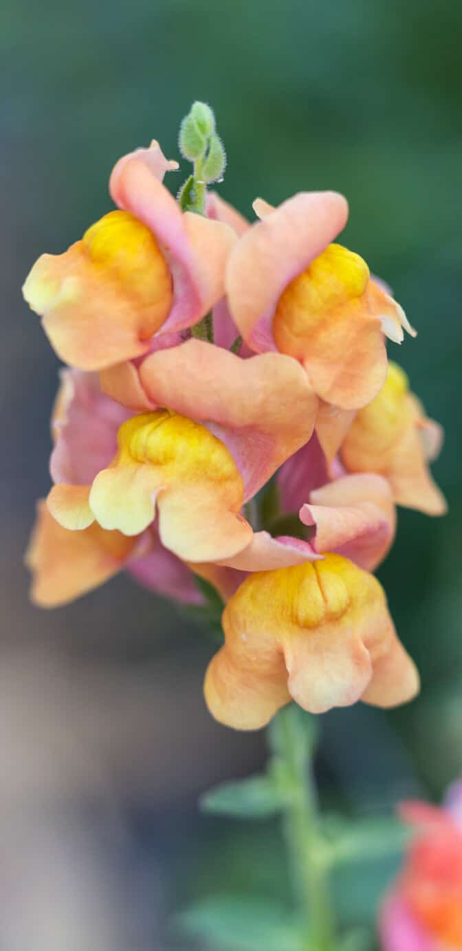 Miracle-Gro Brume de nourriture pour plantes d'orchidées prête à l'emploi